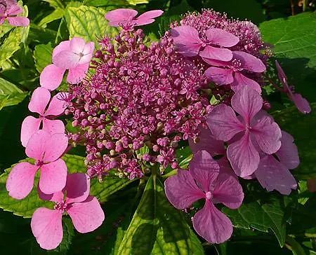 Halex Centrum Aupark 公寓 皮耶什佳尼