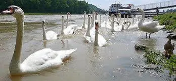 公寓 Halex Centrum Aupark 皮耶什佳尼